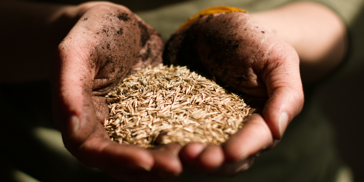 The Last Seed Library